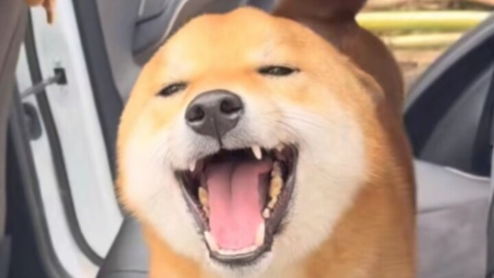Saat seseorang duduk di dalam mobil, tiba-tiba seekor anjing Shiba datang berlari, halo, manusia~