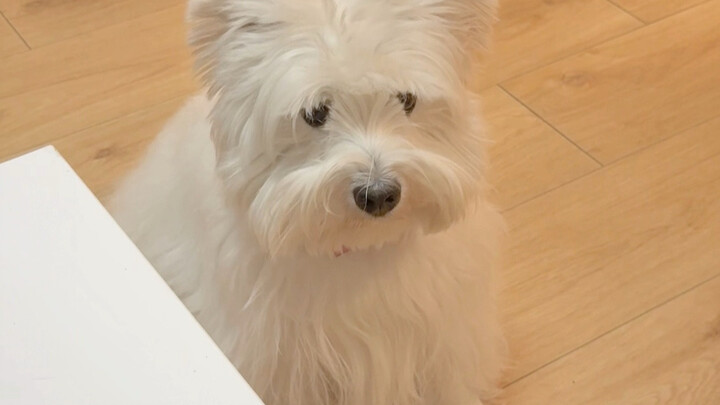 أنت دائمًا هكذا: عندما تواجه سؤالًا صعب الإجابة عليه، تتوقف عن الكلام.