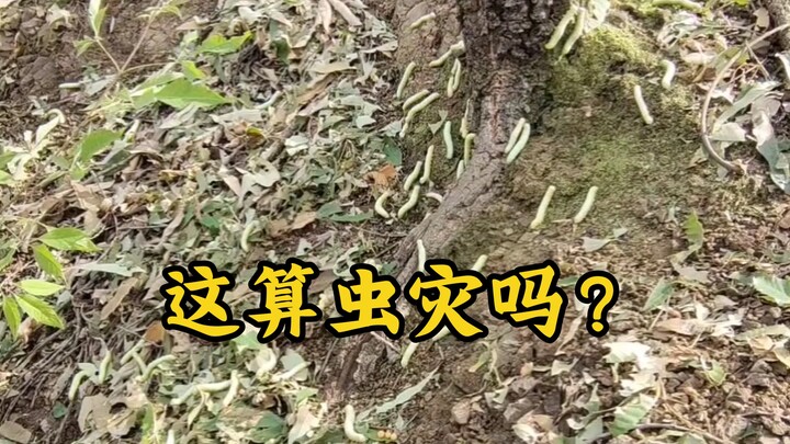 Darurat! Ratusan juta serangga tengah melahap seluruh hutan!