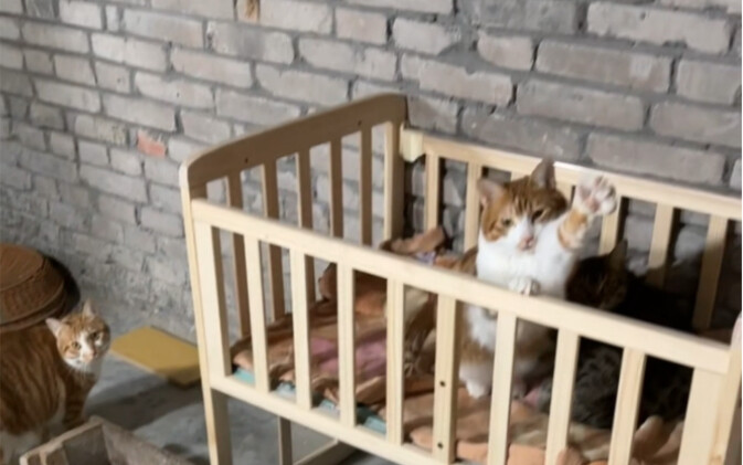串亲戚回家发现小猫咪们把家给拆了