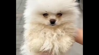 Chó Phốc Sóc Mini  Funny and Cute Pomeranian #doisong