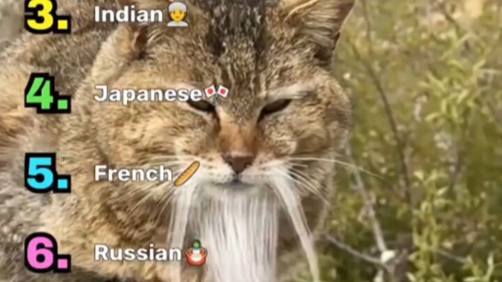 Kucing dari berbagai negara