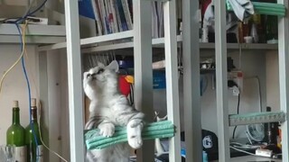 How a cat strives to climb the stairs and reach her college roommate's bed!