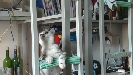 How a cat strives to climb the stairs and reach her college roommate's bed!