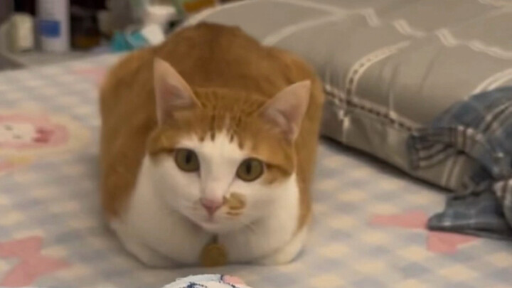 Cat: It keeps making noise ever since the owner brought it home. What should I do?