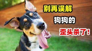 What does it mean when a dog tilts its head?