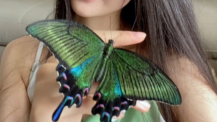 Capturing the process of a butterfly’s emergence is truly no easy feat.