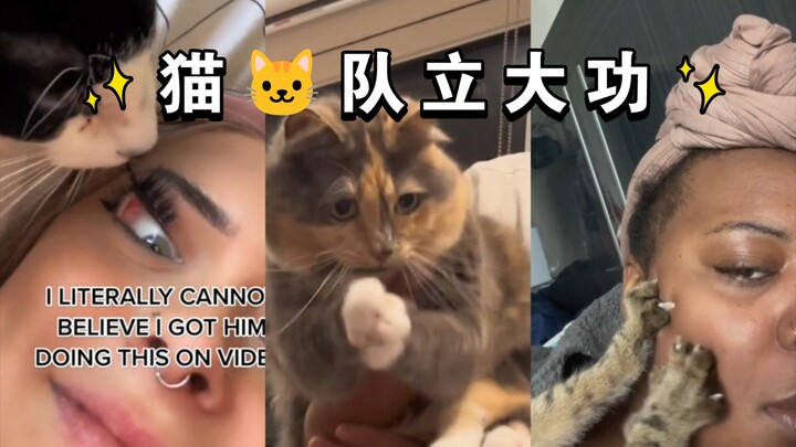 Stop asking me what’s the point of having a cat!