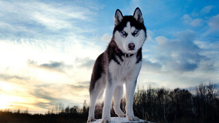 Ini cara agar Husky terbuka, sebelumnya semuanya salah!