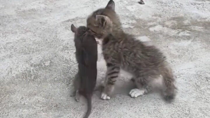 Kekuatan dominasi yang mengerikan dari kucing calico!!