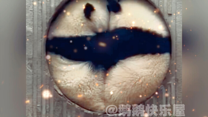 ภาพน่ารัก ๆ แบบนี้ แท้จริงแล้วเป็นฝีมือของแพนด้าทั้งสองตัว