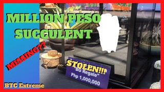 MILLION PESO PLANT MISSING | A Very Rare Sansevieria Hybrid Has Been Missing
