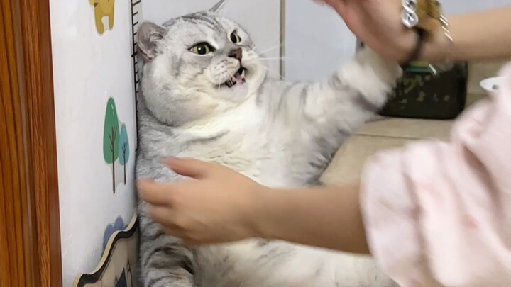 Dì út chọc giận Đại Tráng