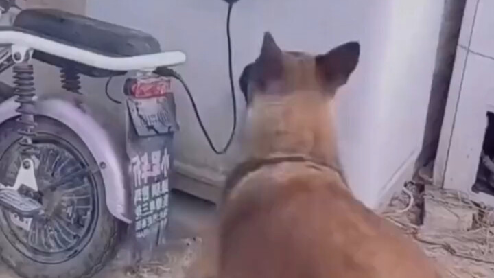 Công ty này mà không có tôi thì tan rồi