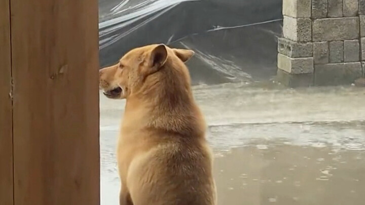 ลูกสุนัขจากบ้านข้างๆ มาเยี่ยม ฝนตกหนักจนกลับบ้านไม่ได้