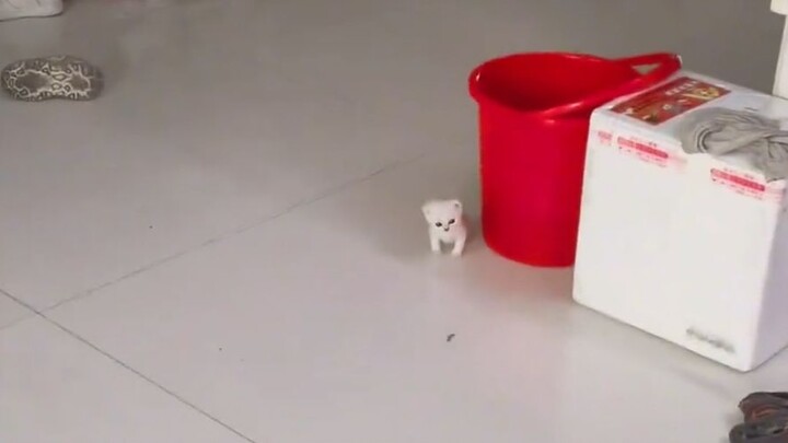 The soft and adorable little Nosey has sneaked out of her cat bed—she’s just too cute, oh my gosh!