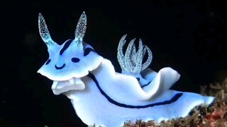 Mari kita nikmati siput laut bersama.