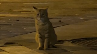 Is Big Tiger going to escape from prison?