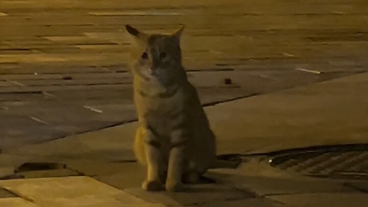 胖虎不会越狱了吧