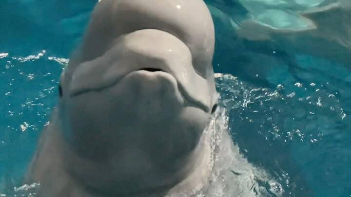 นิสัยของเสี่ยวเฮยเปลี่ยนแปลงได้ทันทีทันใด