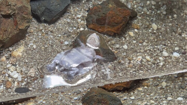 Seekor kura-kura yang tak terdefinisi