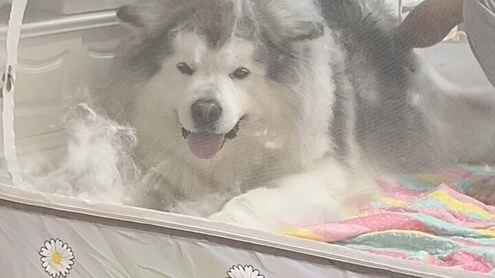 ألاسكا فعلاً لا تتساقط شعرها على الإطلاق!