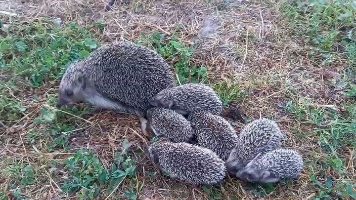 Hedgehog mom "takes her kids for a walk"