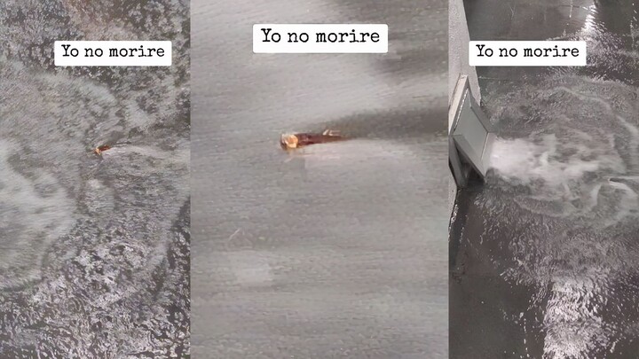 Tiểu Cường phiên bản Ngộ Không