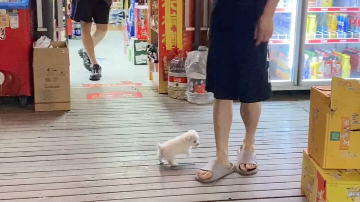 The Supermarket Boss’s Daily Life After Finding a Baby Puppy