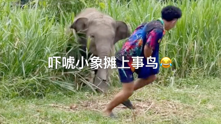 Anak gajah tidak menendang siapa pun, lalu dengan keras mengadu pada ibunya 😂