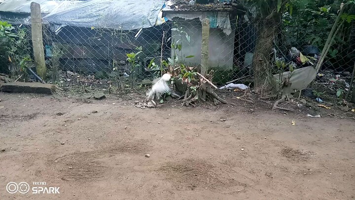 purok