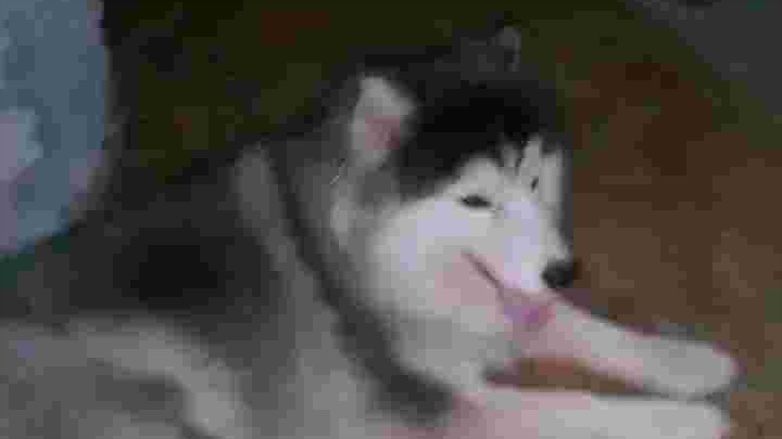 จังโก้ลูกกกก