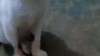 si belang