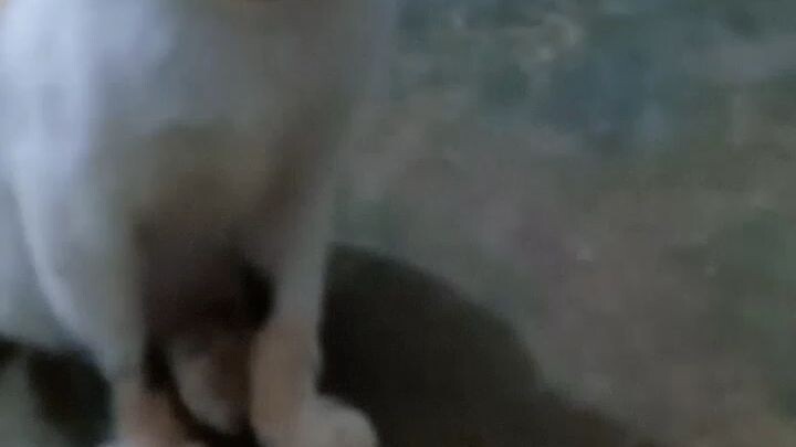 si belang