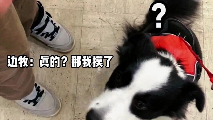 边牧：真的？那我摸了