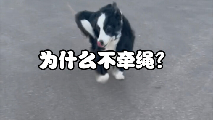 Mengapa tidak memakai tali? Karena seluruh jalan raya ini miliknya kok