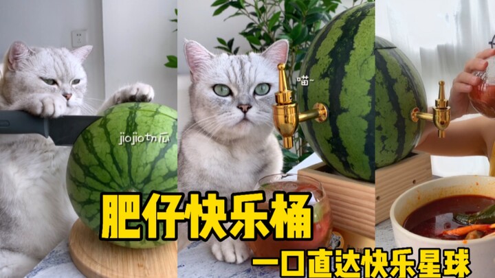 Elvis: Ember Kebahagiaan Buatan Sendiri untuk Kutu Buku, Sekali Gigit Langsung Bawa Kamu ke Planet K