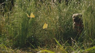 bago lang mga aso palaboy laboy