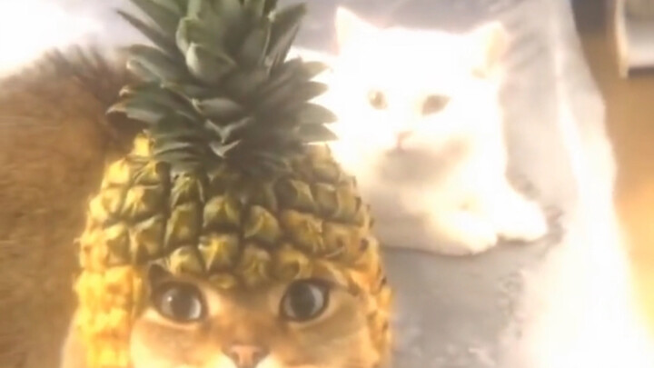Cat: Bring your crappy video to the court session