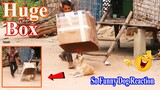 Funny Dog Reaction with Super Huge Box Prank Sleep Dogs  (Very Funny)