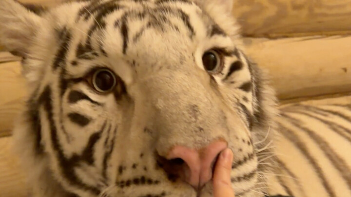 🐑: ใครจะรู้จักลูกสาวดีเท่าแม่เล่า