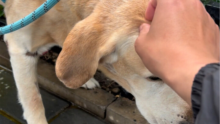 Terima kasih Profesor Dong Jun telah menyelamatkan nyawa anjing saya.