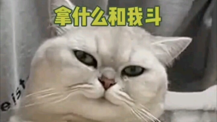 呵，女人；你拿什么和我斗
