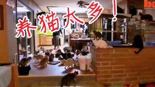 Rumah Lisa jadi begini gara-gara dia punya banyak anak kucing? Dia dapat dua anak kucing baru! Black