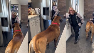 This dog can't be raised by grandma, otherwise its size will increase several times