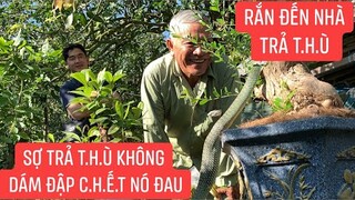 Xém b.ỏ m.ạ.n.g phải nhập viện vì bị rắn trả t.h.ù chưa từng thấy rắn lục to như thế này...!