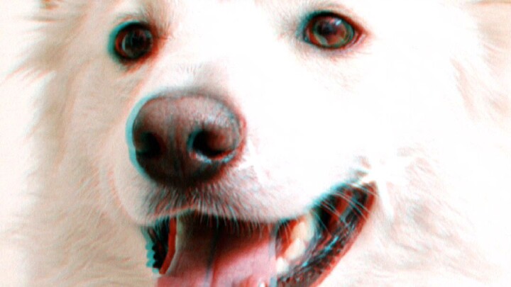 black magic and white my dog rate my dog tuffy ⚡