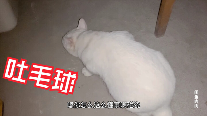 At 3 a.m., the cat suddenly threw up. Afraid of messing up the owner’s bed, it even got out of bed t