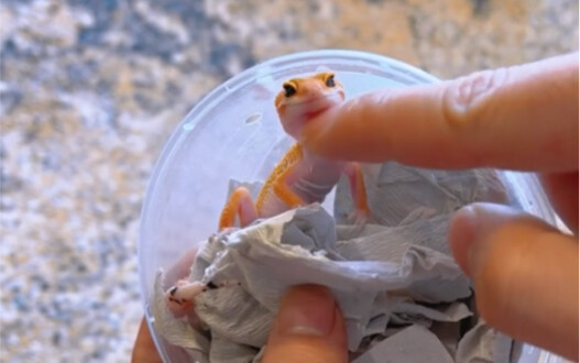 A New Sea Monster Has Emerged in the Underwater World!