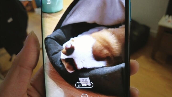 Sedang foto Corgi, tiba-tiba kamera ponsel bilang dia itu panda???